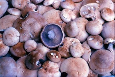 Blewit The Mushrooms of Autumn Blewits Leslie Land in Kitchen and