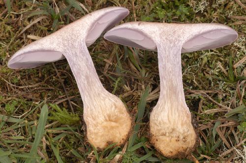 Blewit Identifying Edible Mushrooms The Wood Blewit