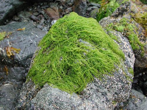 Blidingia minima Seaweeds of Alaska
