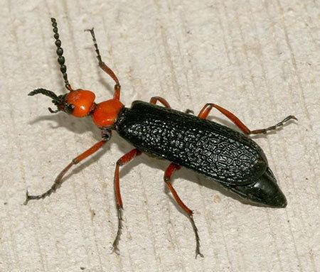 Blister beetle - Alchetron, The Free Social Encyclopedia