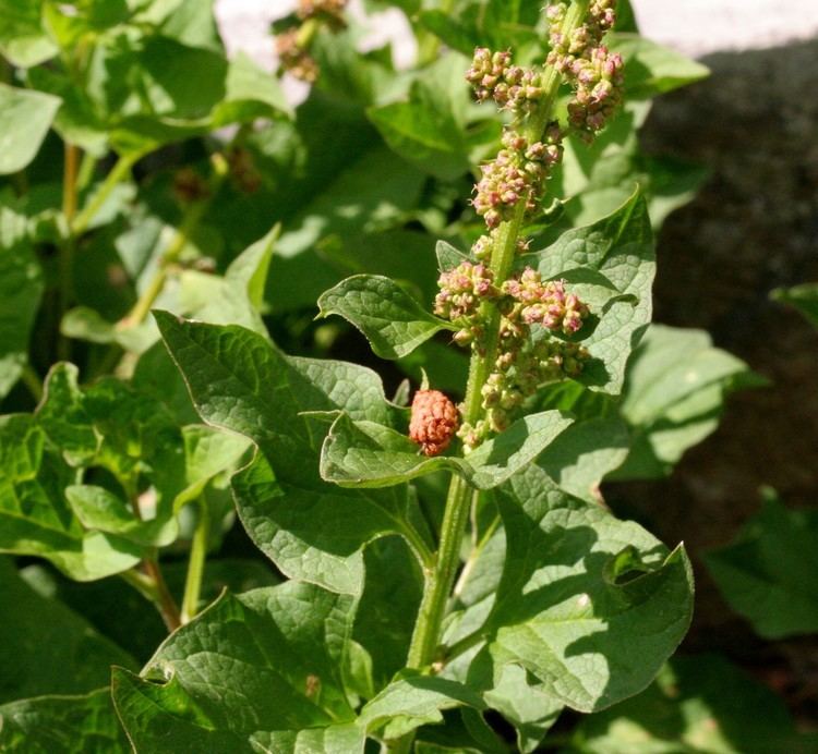 Blitum bonus-henricus FileChenopodium bonushenricus ENBLA02jpg Wikimedia Commons