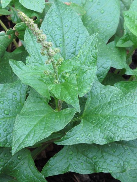 Blitum bonus-henricus Temperate Climate Permaculture Permaculture Plants Good King Henry