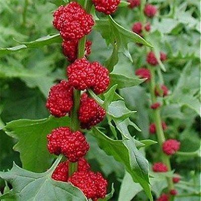 Blitum capitatum Strawberry Spinach Blitum capitatum is an edible annual plant It