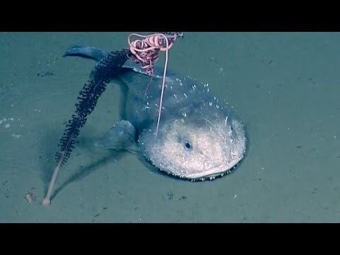 Blob sculpin Big Mouthed Pouty Fish aka Blob Sculpin Nautilus Live YouTube