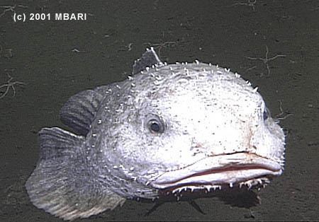 The Blob Sculpin, it lives off the continental shelves in very