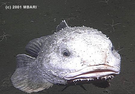 Blob sculpin platetectonicnarodrublobsculpin450jpg