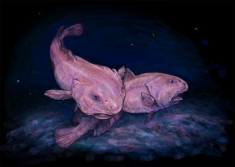 Blobfish httpsuploadwikimediaorgwikipediacommonsdd