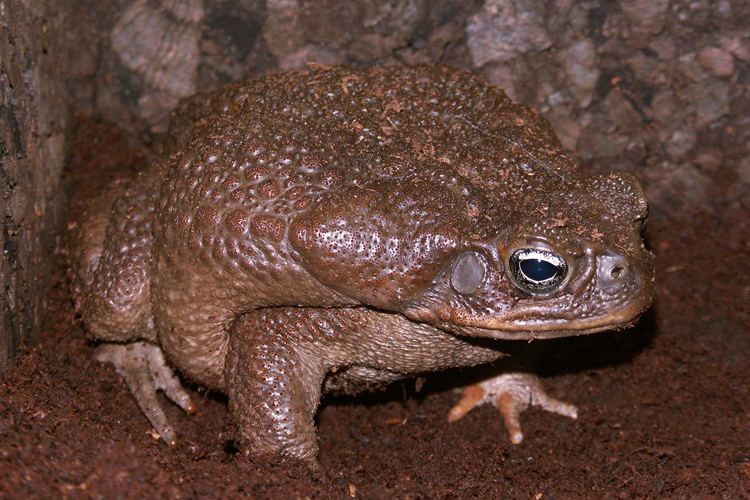 Blomberg's toad httpsc1staticflickrcom870066611840297f733