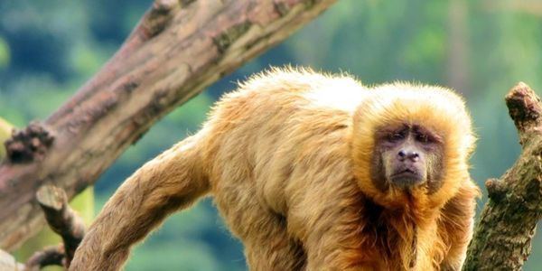 Blond capuchin petition Save the Blond Capuchin