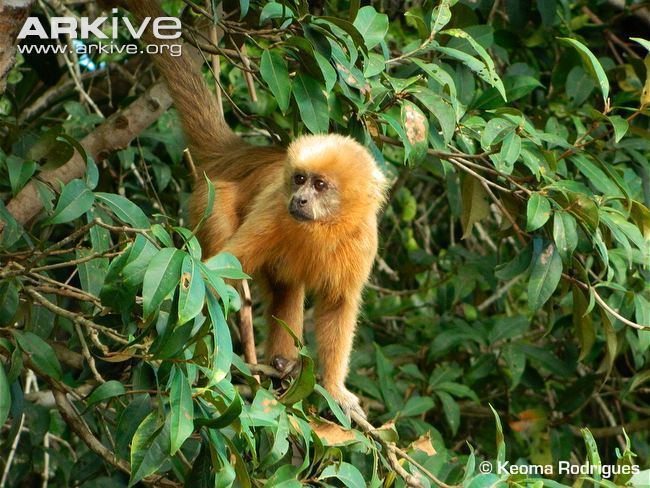 Blond capuchin Blonde capuchin photo Cebus flavius G125935 ARKive