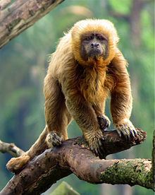 Blond capuchin httpsuploadwikimediaorgwikipediacommonsthu