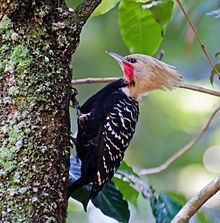 Blond-crested woodpecker httpsuploadwikimediaorgwikipediacommonsthu