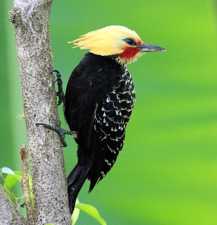Blond-crested woodpecker Blondcrested Woodpecker Celeus flavescens videos photos and