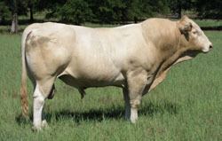 Blonde d'Aquitaine About Blonde Cattle American Blonde d39Aquitaine Association