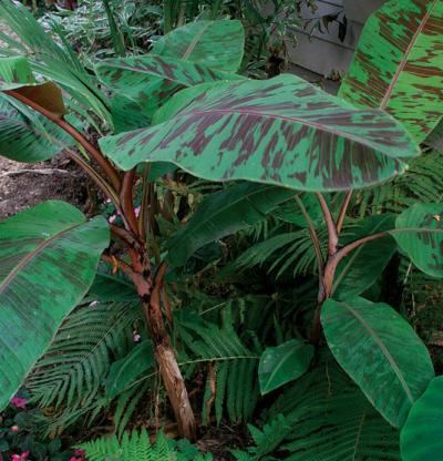 Blood banana Musa zebrina Fine Gardening