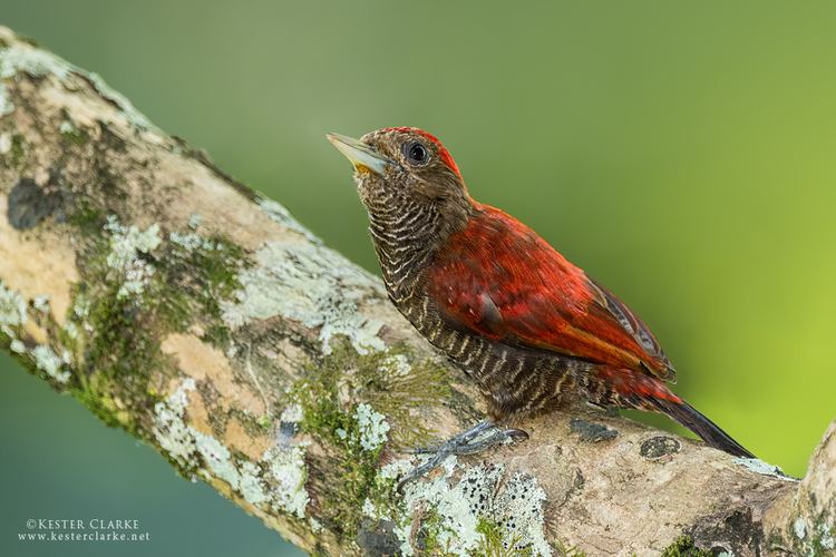 Blood-coloured woodpecker wwwkesterclarkenetwpcontentuploads201501ES