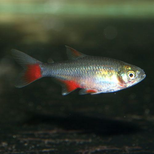 Bloodfin tetra Bloodfin Tetra Aphyocharax anisitsi That Fish Place