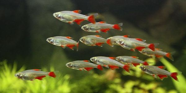 Bloodfin tetra Bloodfin Tetra Care Guide The Aquarium Guide