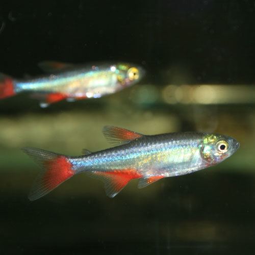 Bloodfin tetra Bloodfin Tetra Aphyocharax anisitsi That Fish Place