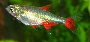 Bloodfin tetra Bloodfin Tetra Aphyocharax anisitsi