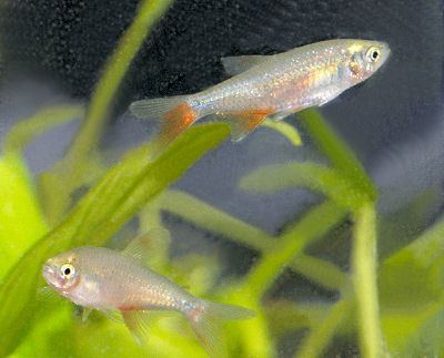 Bloodfin tetra Bloodfin Tetra Aphyocharax anisitsi True bloodfin Tetra Glass Bloodfin