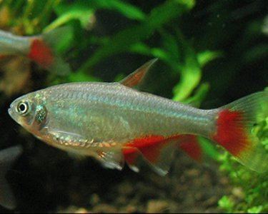 Bloodfin tetra wwwaquariumdomaincomadSocialPFBasefilepicp