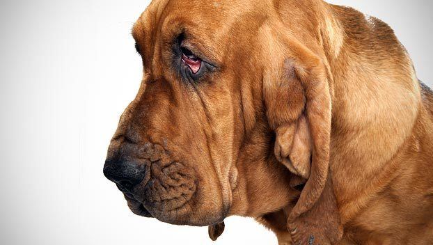 Bloodhound Bloodhound Dog Breed Selector Animal Planet