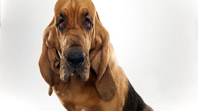 Bloodhound Bloodhound Dogs 101 Animal Planet