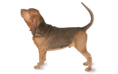 Bloodhound Bloodhound Dog Breed Information Pictures Characteristics amp Facts