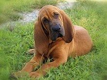 Bloodhound httpsuploadwikimediaorgwikipediacommonsthu