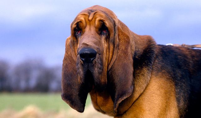 Bloodhound Bloodhound Dog Breed Information