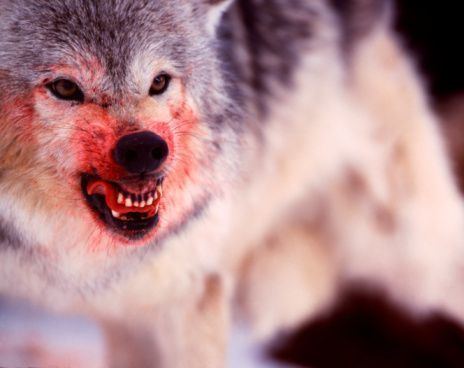 bloody-wolf-34f9f2fa-09a1-4c0b-a85b-442d896ad54-resize-750.jpeg