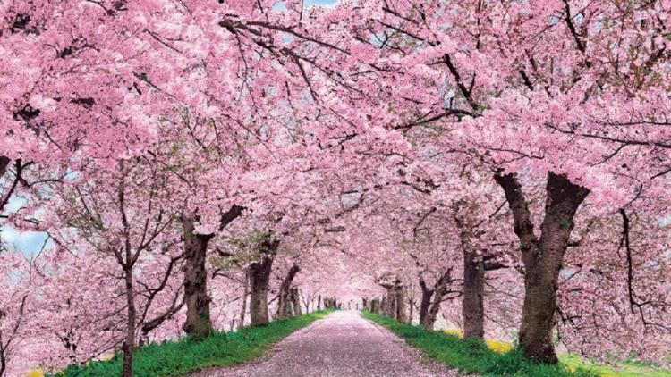 Blossom Cherry Blossoms 2017 Predicted Forecast Travel Guides For Muslim