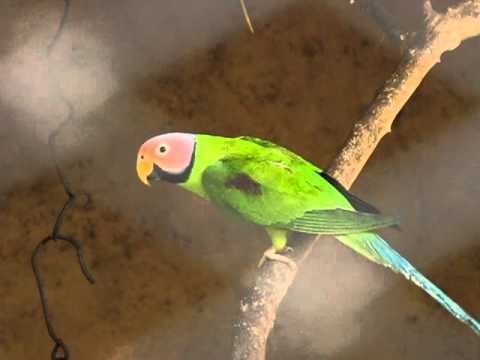 Blossom-headed parakeet Blossomheaded Parakeet Nehru Zoological Park Hyderabad YouTube