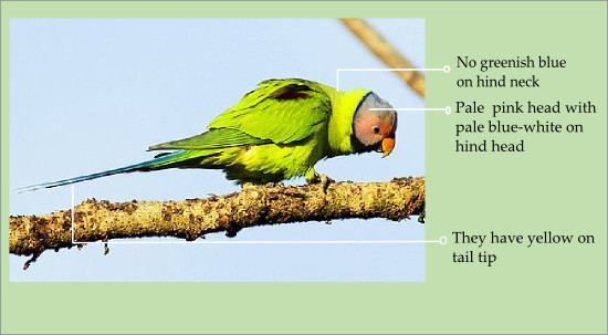 Blossom-headed parakeet Tell apart Plumheaded and Blossomheaded Parakeets AtoZbirds