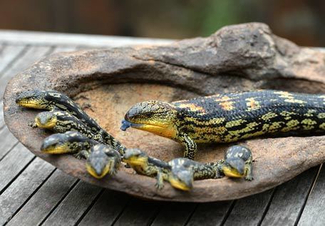 Blotched blue-tongued lizard A Blotched BlueTongue lizard and its offspring Young and Old