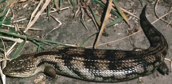 Blotched blue-tongued lizard Parks amp Wildlife Service Blotched bluetongue lizard Tiliqua