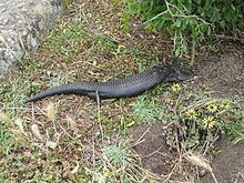 Blotched blue-tongued lizard Blotched bluetongued lizard Wikipedia