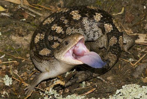 Blotched blue-tongued lizard 1000 images about Tasmanian Bluetongue on Pinterest Vegetables