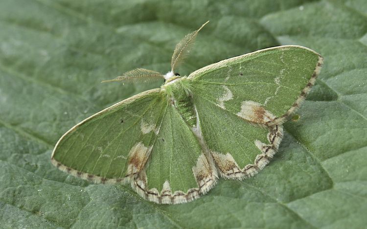 Blotched emerald Blotched Emerald LepiPhotos