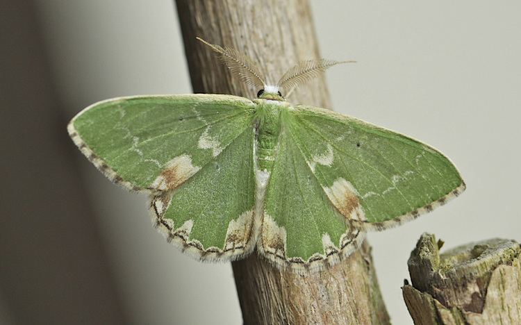 Blotched emerald Blotched Emerald LepiPhotos