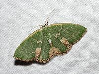 Blotched emerald Blotched emerald Wikipedia