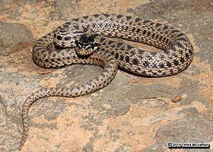 Blotched snake httpsuploadwikimediaorgwikipediacommonsthu