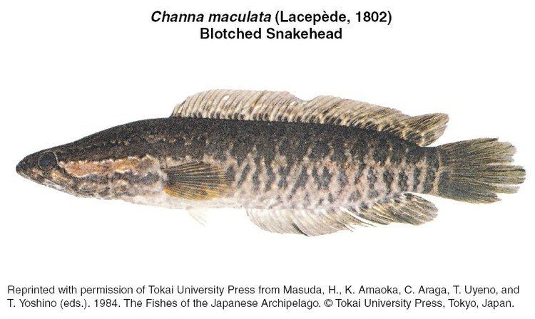 Blotched snakehead Channa maculata