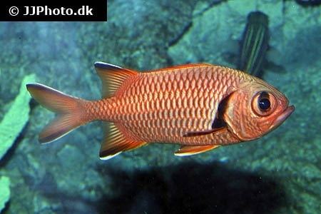 Blotcheye soldierfish Blotcheye soldierfish Myripristis berndti in aquarium