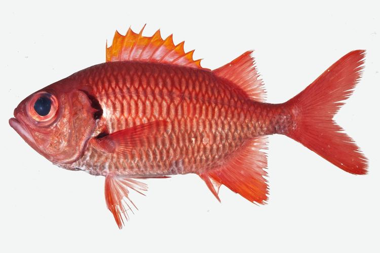 Blotcheye soldierfish Myripristis berndti