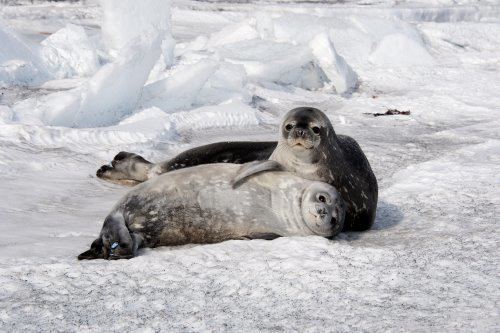 Blubber 19 February 2012 Weddell Seal Blubber PolarTREC