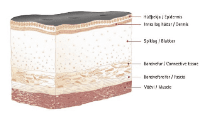 Blubber - Alchetron, The Free Social Encyclopedia