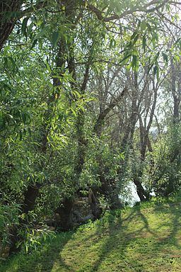 Blucher Creek httpsuploadwikimediaorgwikipediacommonsthu