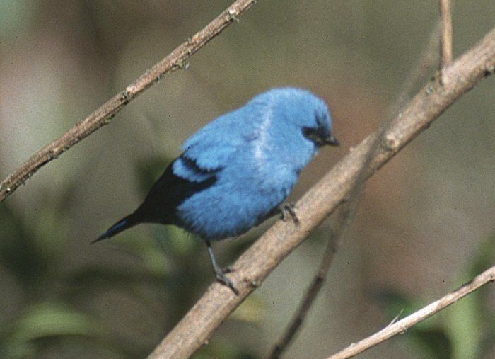 Blue-and-black tanager Mangoverde World Bird Guide Photo Page Blueandblack Tanager
